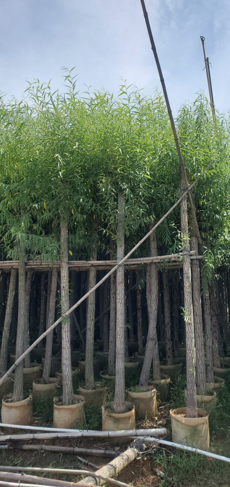 柳树（广东垂柳树供应商）（广东杨柳树批发商）