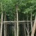 柳树(广东垂柳树供应商)(广东杨柳树批发商)