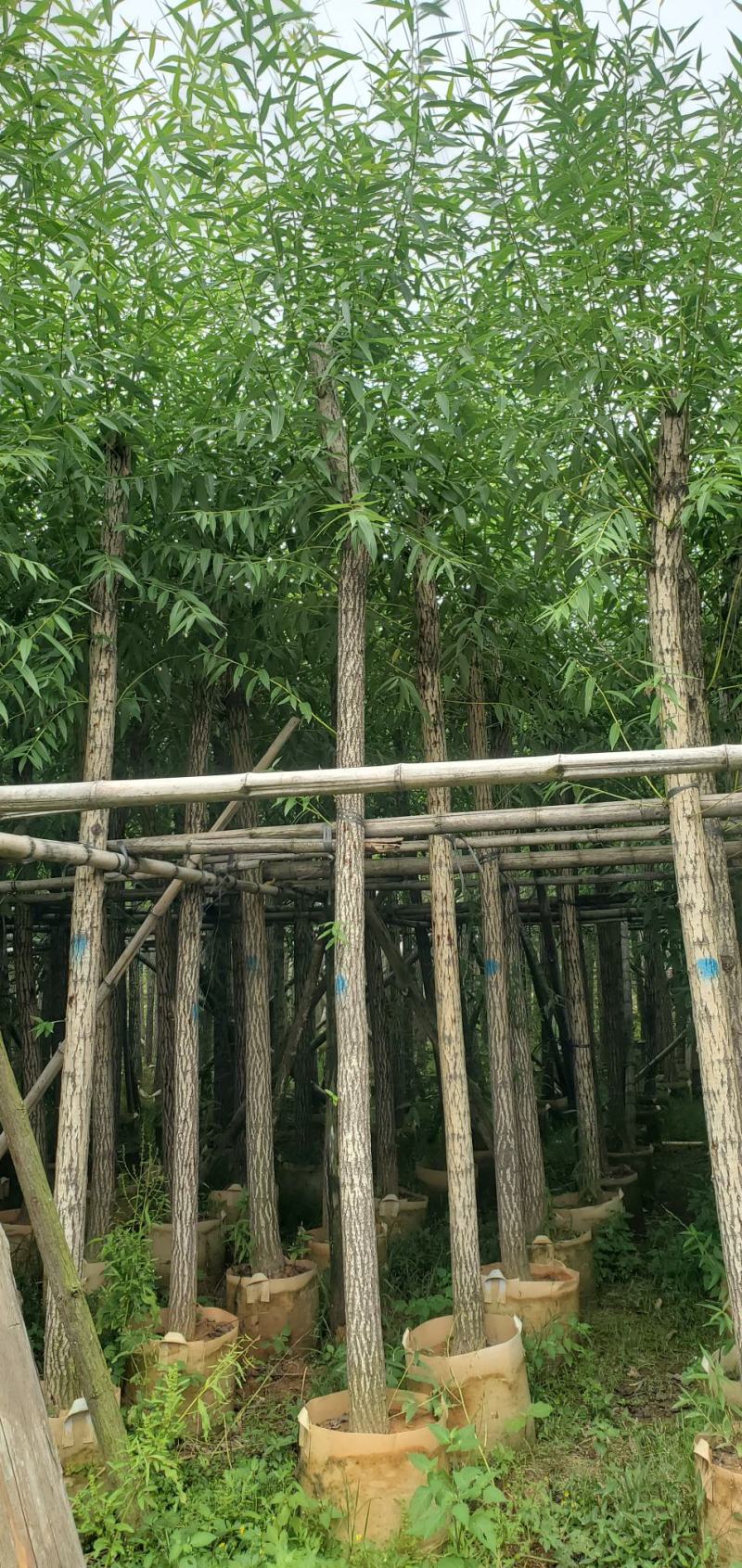 柳树（广东垂柳树供应商）（广东杨柳树批发商）