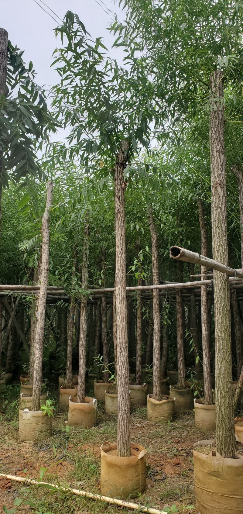 柳树（广东垂柳树供应商）（广东杨柳树批发商）