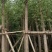 柳树(广东垂柳树供应商)(广东杨柳树批发商)