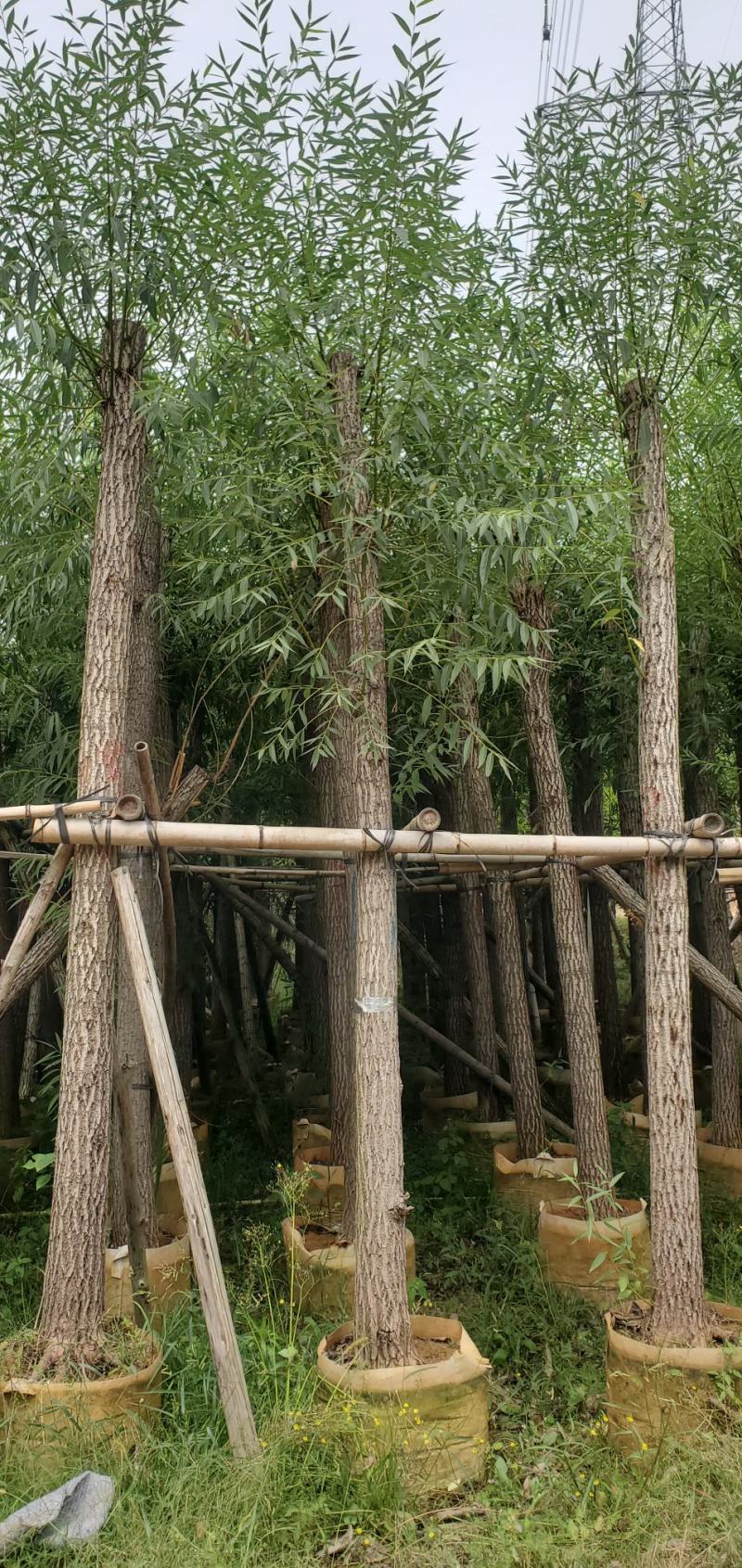 柳树（广东垂柳树供应商）（广东杨柳树批发商）