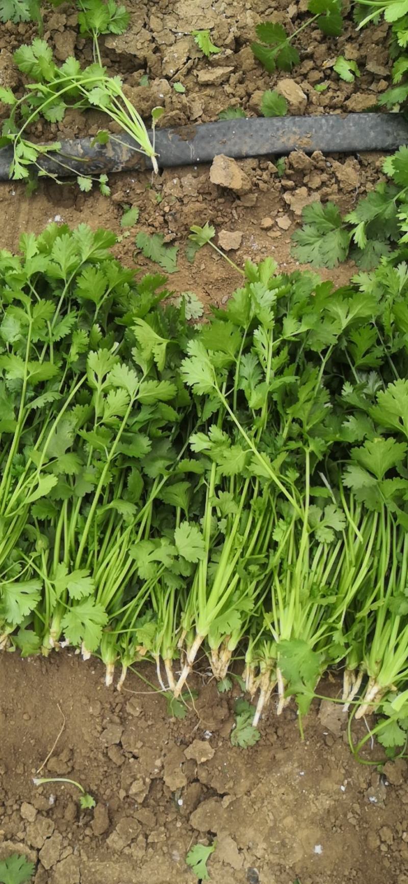 大叶冷棚香菜产地直销适合割根，全根