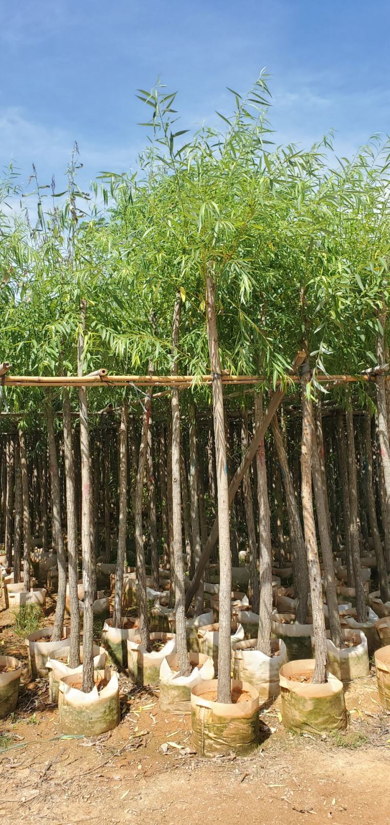 柳树（广东垂柳树供应商）（广东杨柳树批发商）