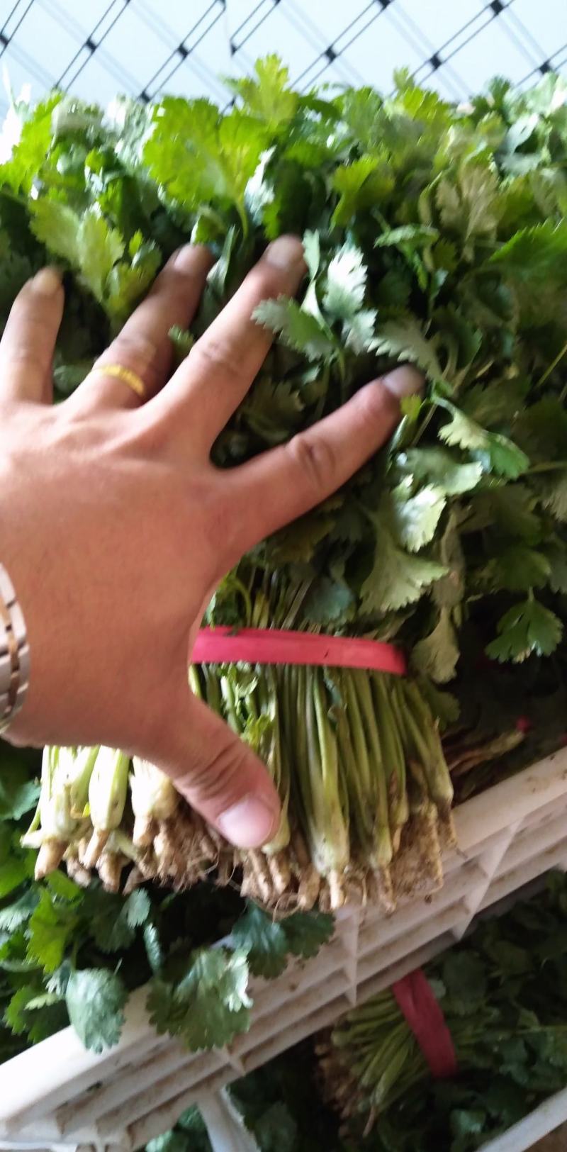 大叶冷棚香菜产地直销适合割根，全根