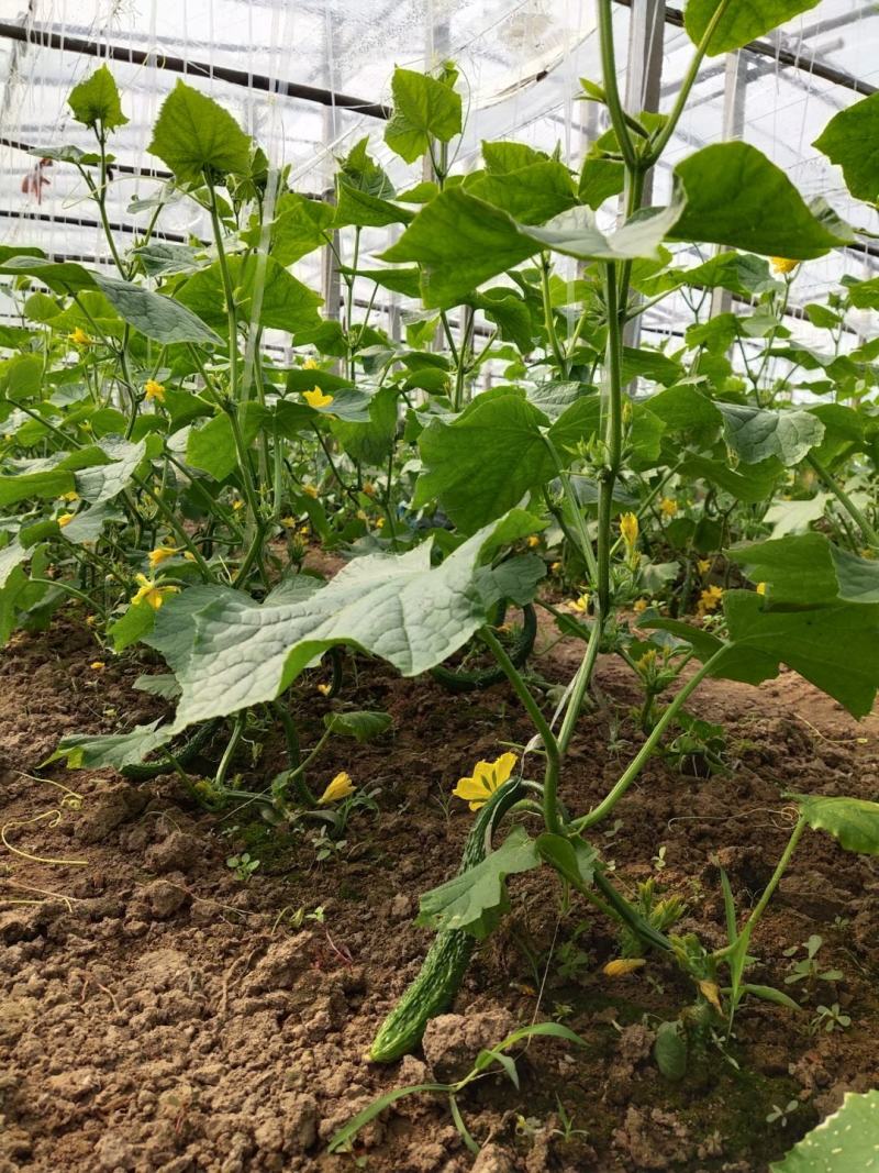 黄瓜基地自己家种植突出黄瓜的新鲜、口感和健康价值是关键，