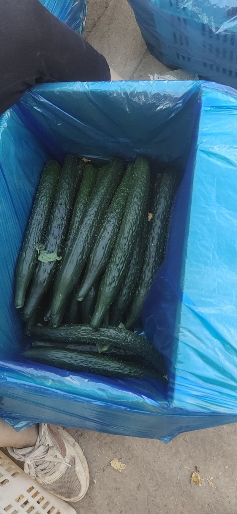 黄瓜基地自己家种植突出黄瓜的新鲜、口感和健康价值是关键，