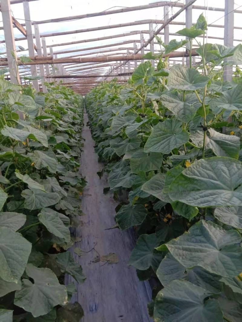 黄瓜基地自己家种植突出黄瓜的新鲜、口感和健康价值是关键，
