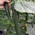 黄瓜基地自己家种植突出黄瓜的新鲜、口感和健康价值是关键，