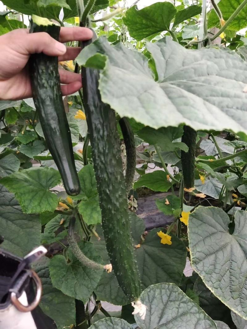 黄瓜基地自己家种植突出黄瓜的新鲜、口感和健康价值是关键，