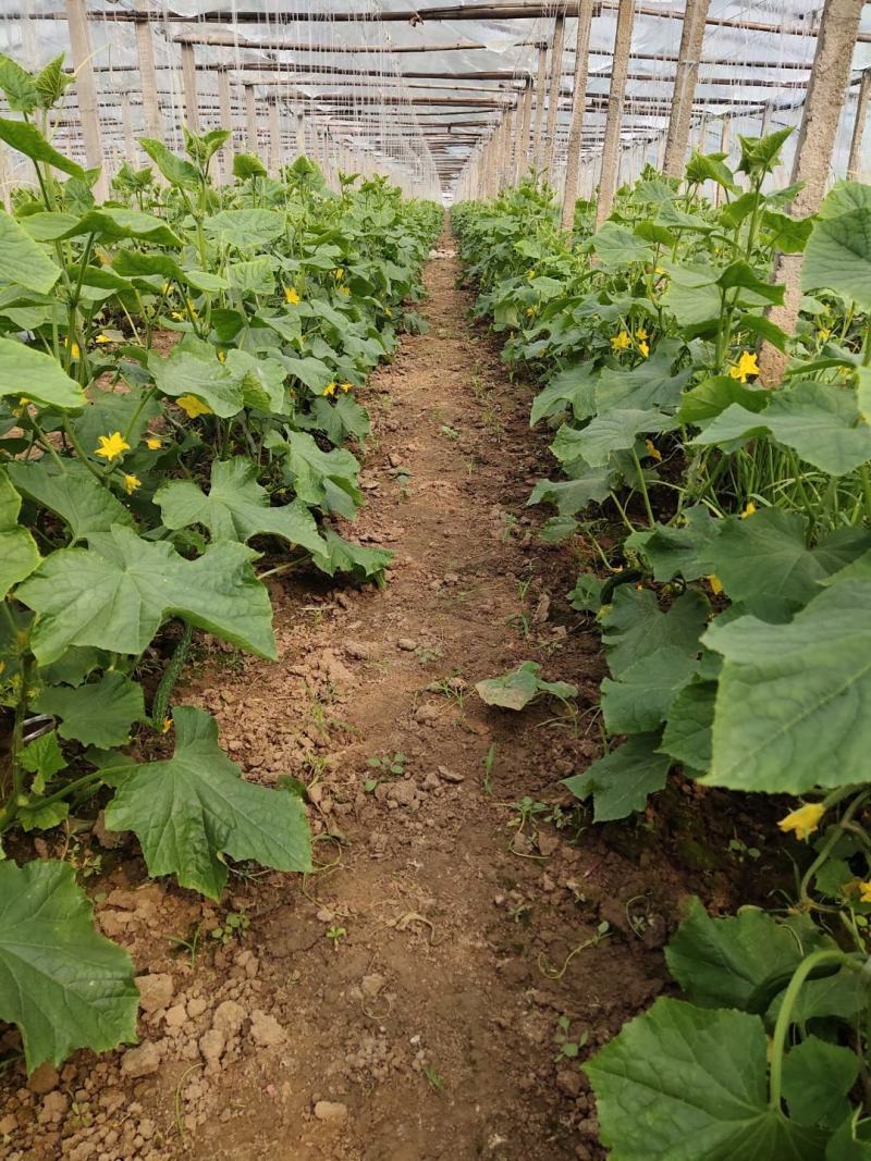 黄瓜基地自己家种植突出黄瓜的新鲜、口感和健康价值是关键，