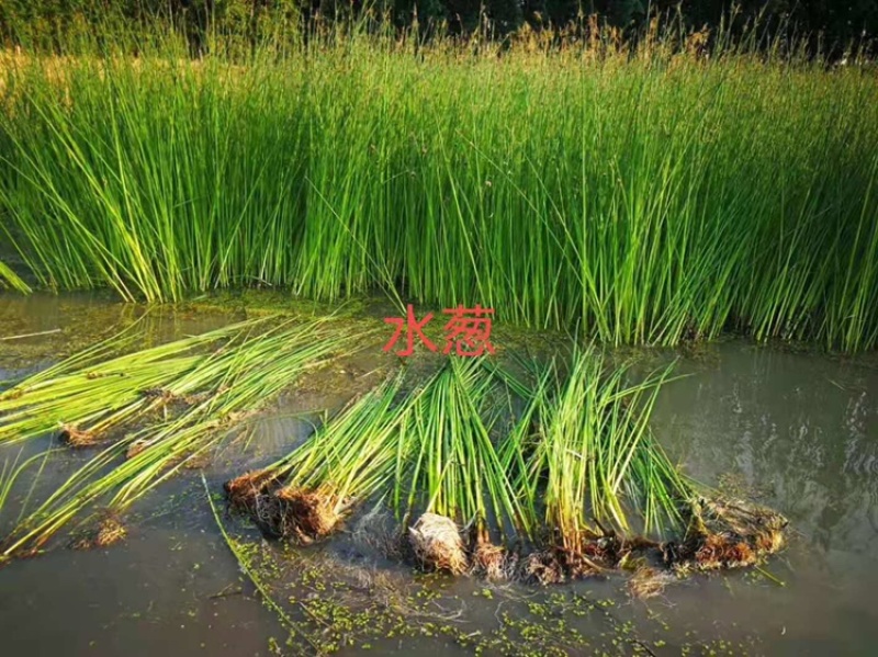 白洋淀水葱，盆栽水葱，老根苗多须易成活基地自产自销
