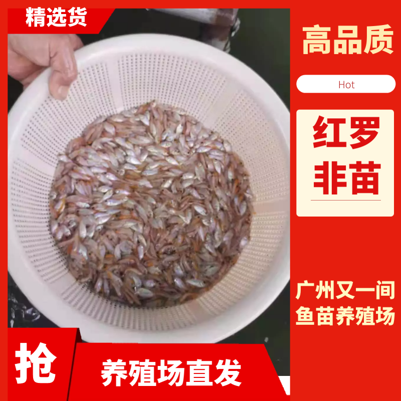 广州又一间鱼苗场批发彩虹鲷，豹纹鲷，金罗非，红罗非
