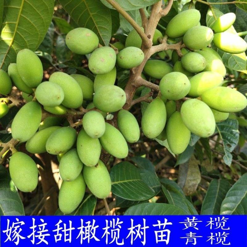 黑橄榄苗正宗嫁接黑橄榄苗黄橄榄苗南北方可种植