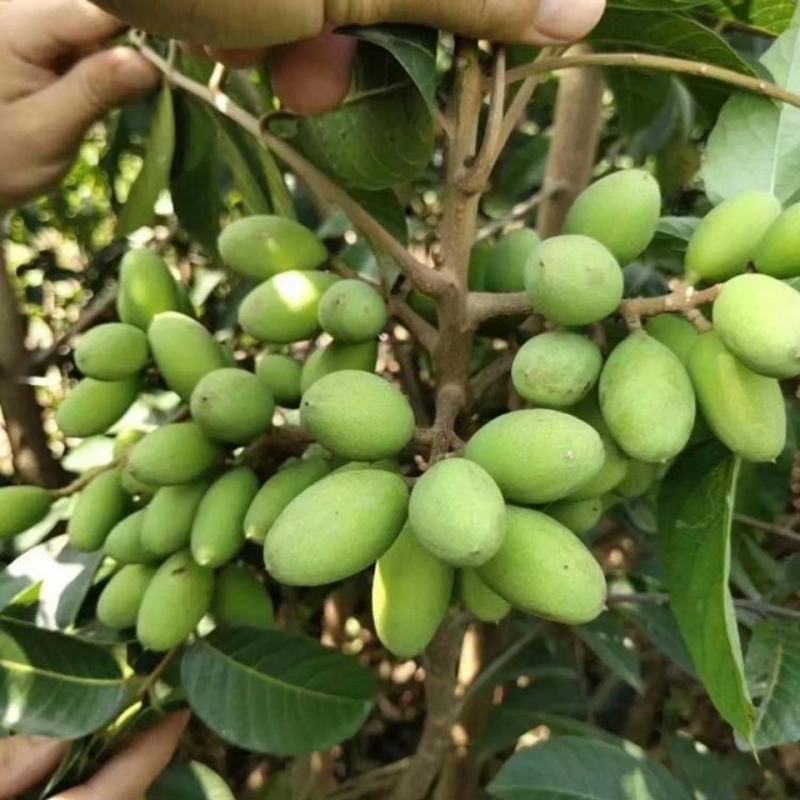 黑橄榄苗正宗嫁接黑橄榄苗黄橄榄苗南北方可种植