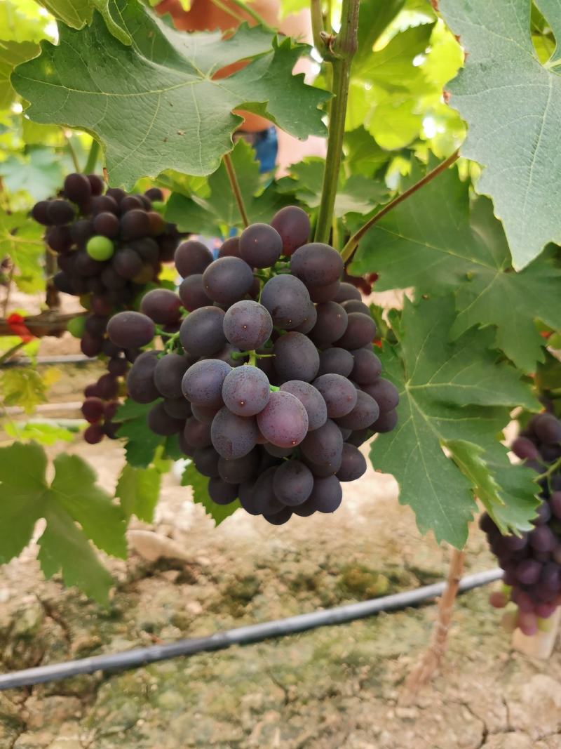 河北枣强冷棚精品无核玫瑰香葡萄口感好大量上市