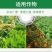 滨农阿维菌素红蜘蛛菜青虫蚜虫小菜蛾农药杀虫剂果树植物蔬菜