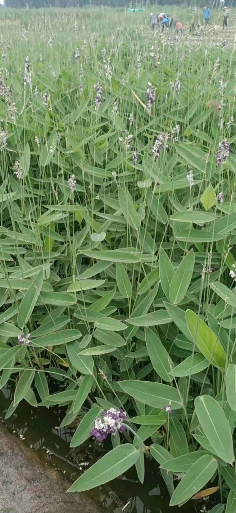 白洋淀再力花，盆栽再力花，老根苗易成活，基地自产自销