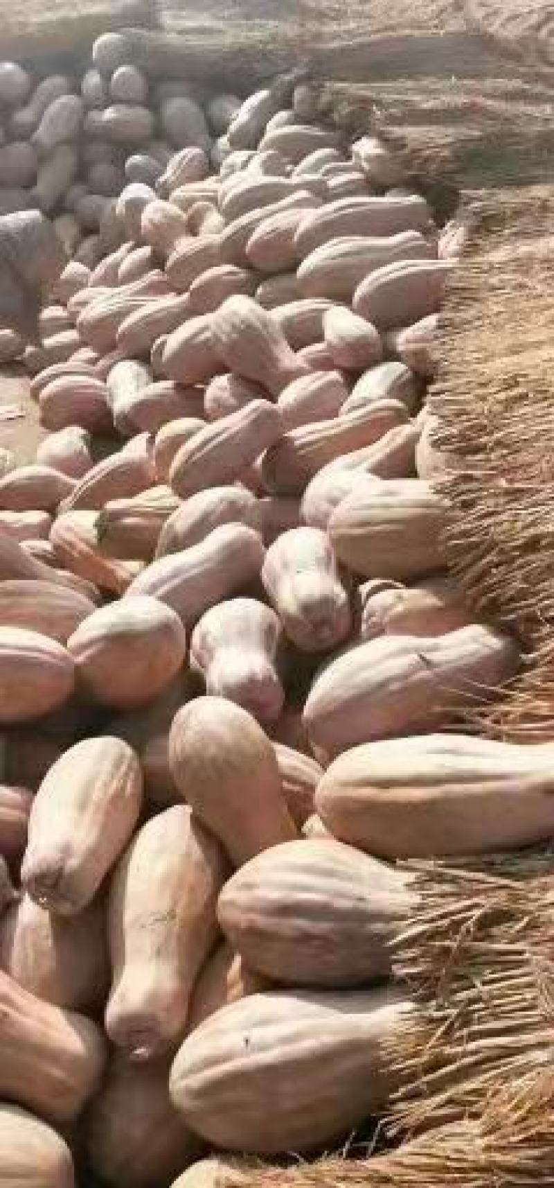 盘龙204南瓜基地直供一手货源保质保量视频看货