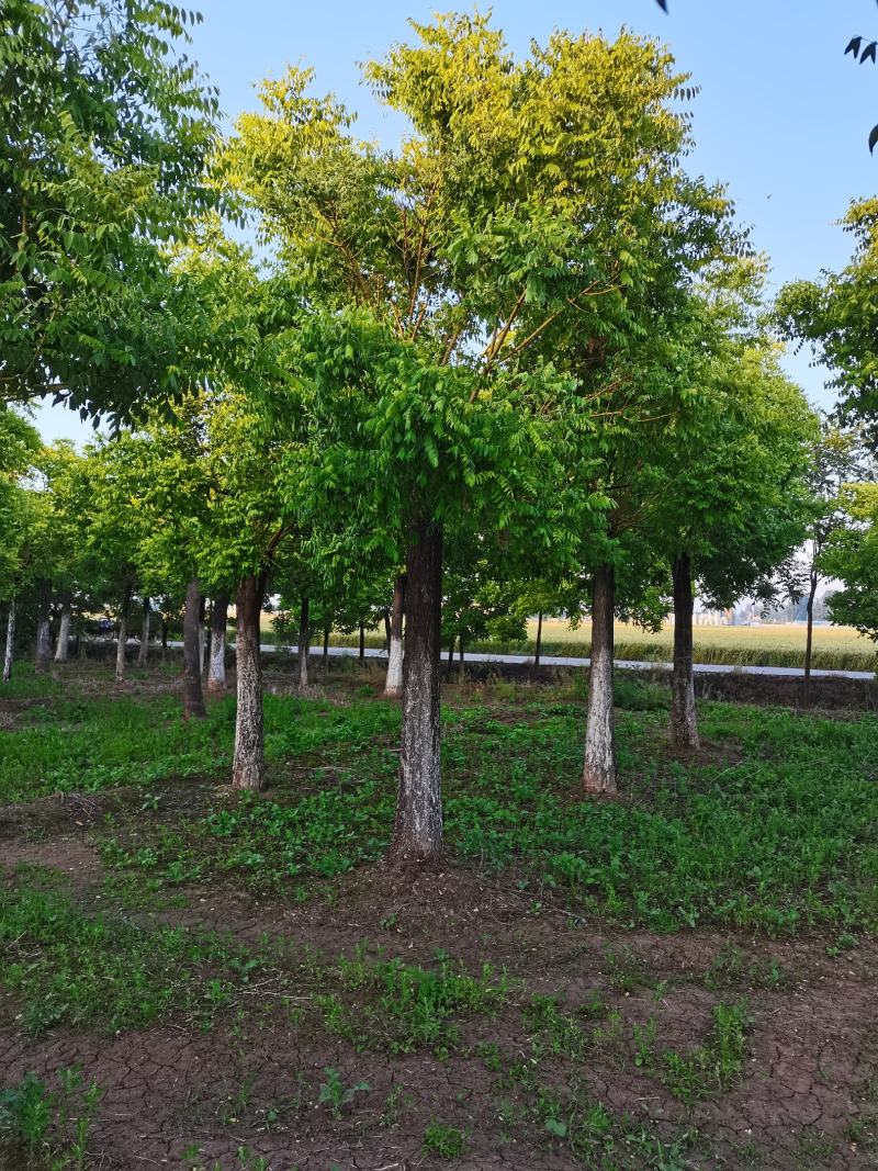 高杆金枝槐，10公分12公分15公分基地直供，，欢迎选购