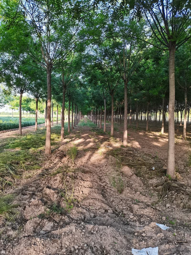 【优质苗木】苗圃基地大量供15公分国槐可视频验货