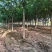 【优质苗木】苗圃基地大量供15公分国槐可视频验货