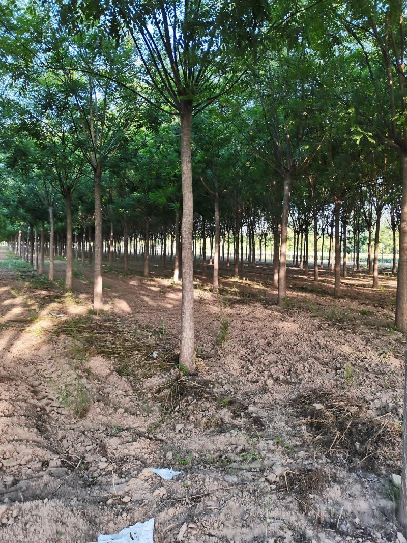 【优质苗木】苗圃基地大量供15公分国槐可视频验货