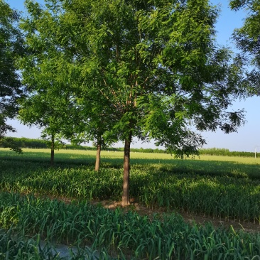 【优质苗木】苗圃基地大量供15公分国槐可视频验货