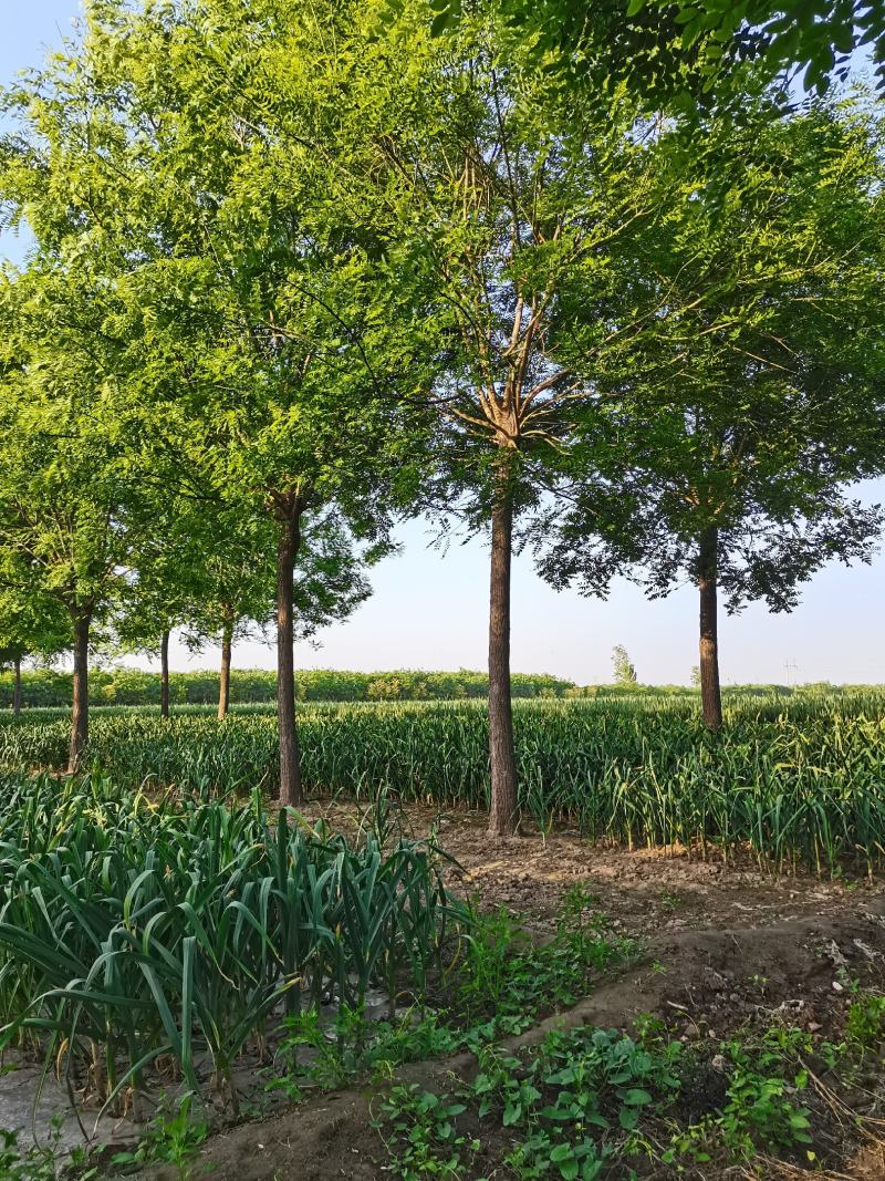 【优质苗木】苗圃基地大量供15公分国槐可视频验货
