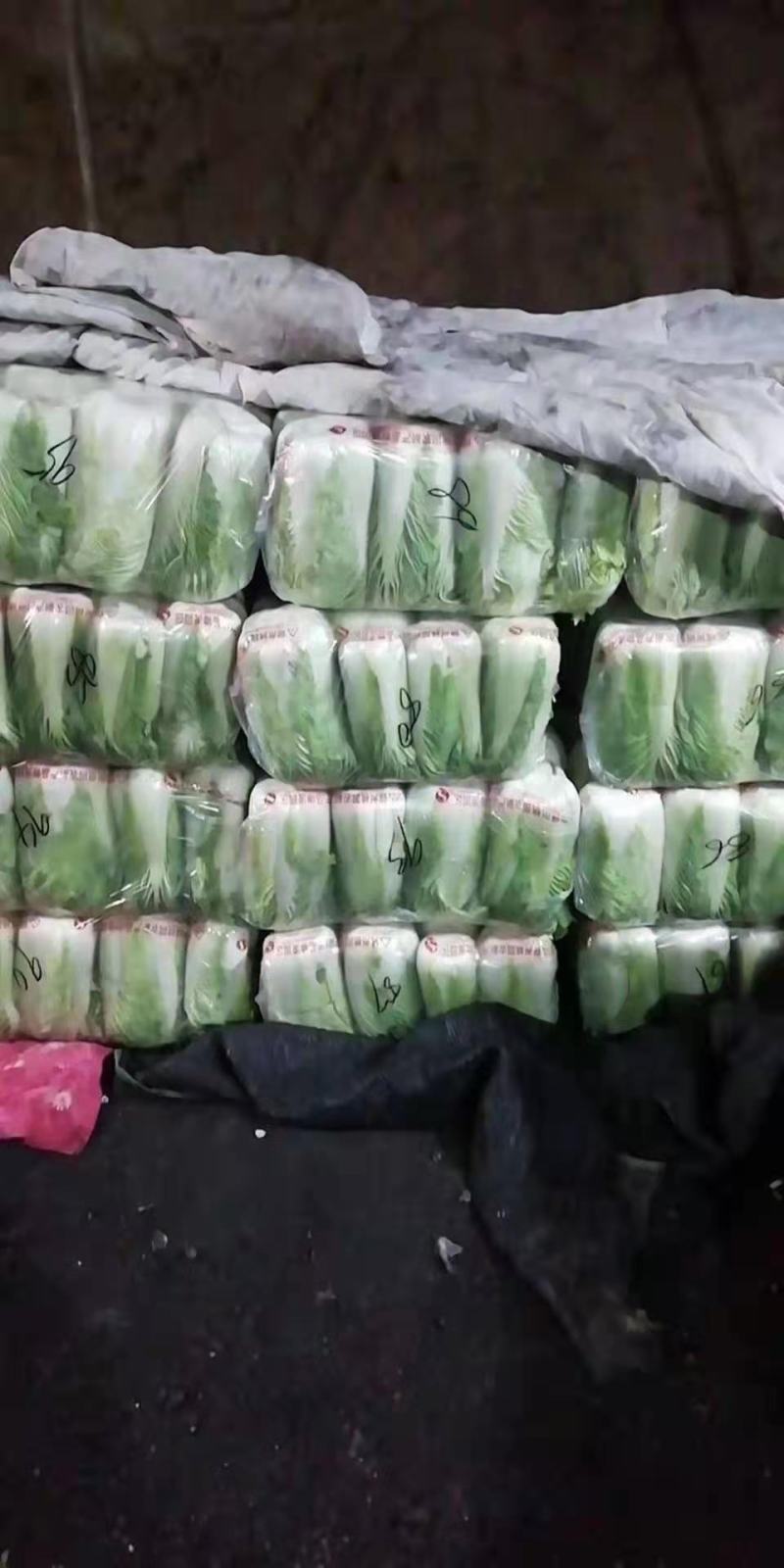 辽宁锦州凌海大白菜大量上市！欢迎各界老板采购