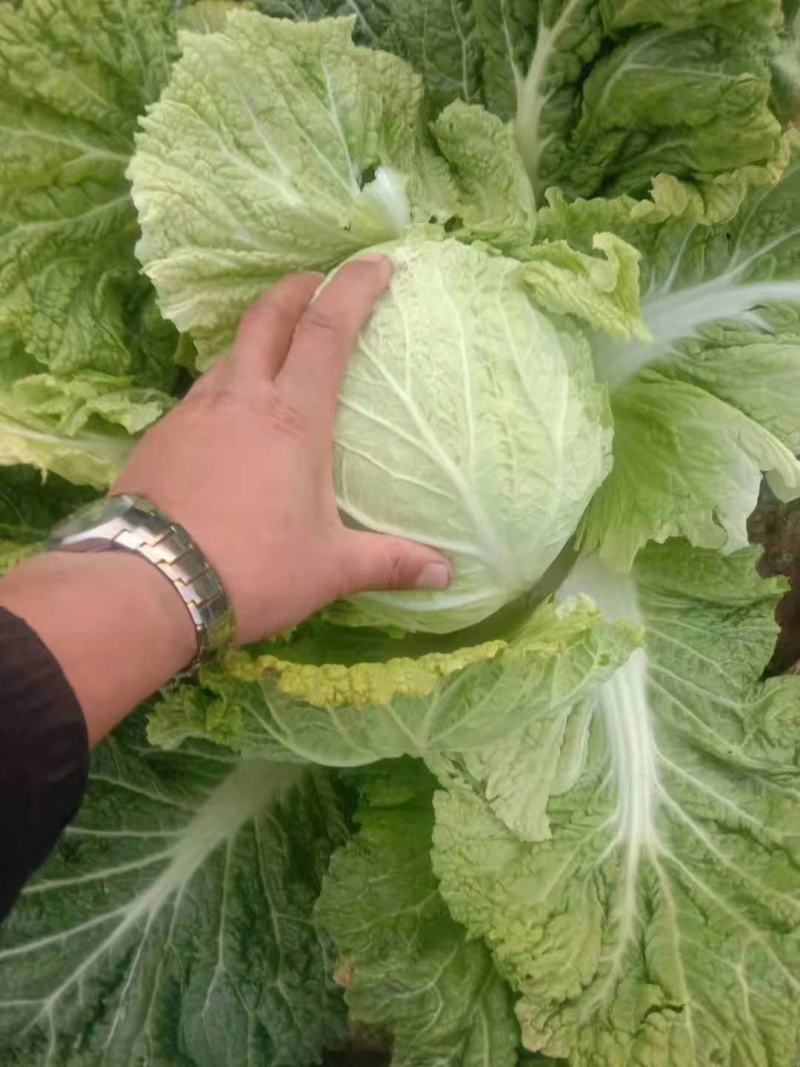 辽宁锦州凌海大白菜大量上市！欢迎各界老板采购