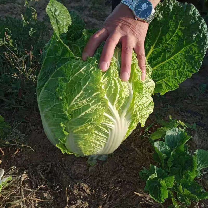辽宁锦州凌海大白菜大量上市！欢迎各界老板采购