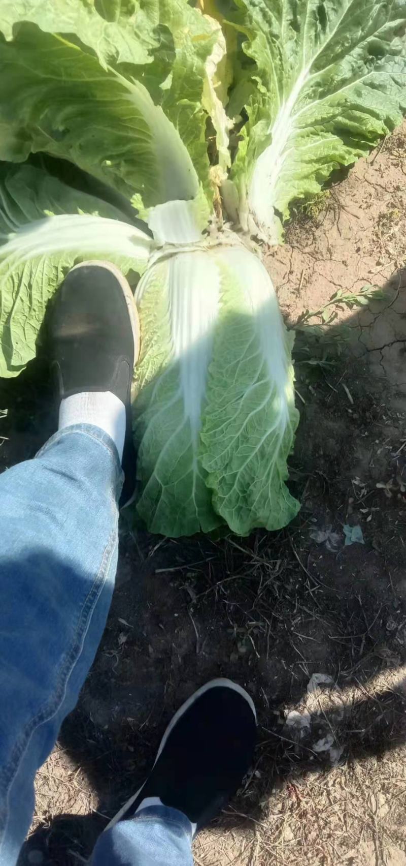 辽宁锦州凌海大白菜大量上市！欢迎各界老板采购
