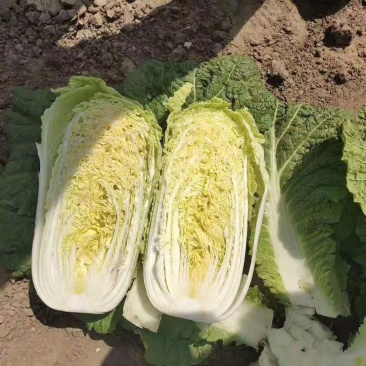 辽宁锦州凌海大白菜大量上市！欢迎各界老板采购