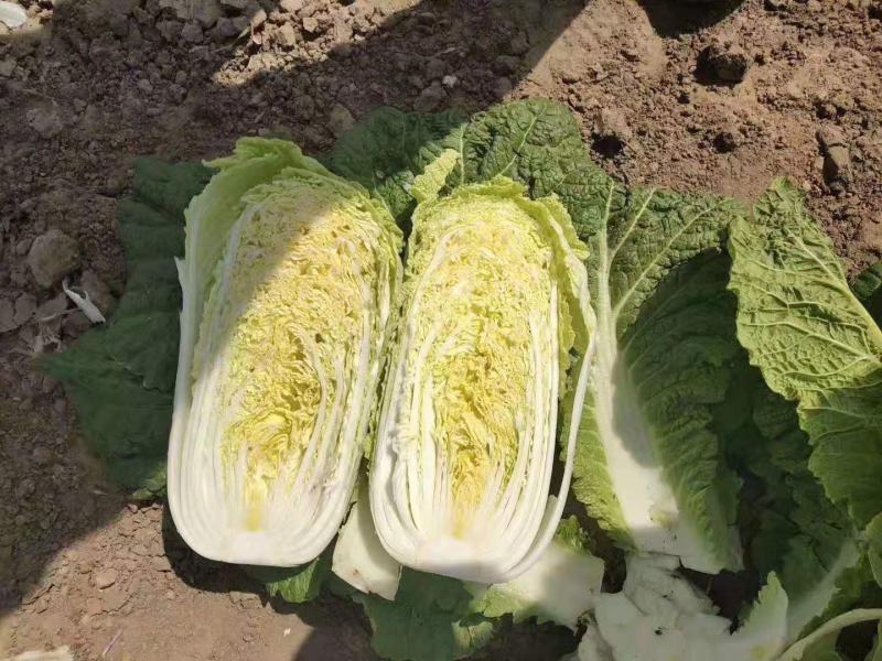 辽宁锦州凌海大白菜大量上市！欢迎各界老板采购