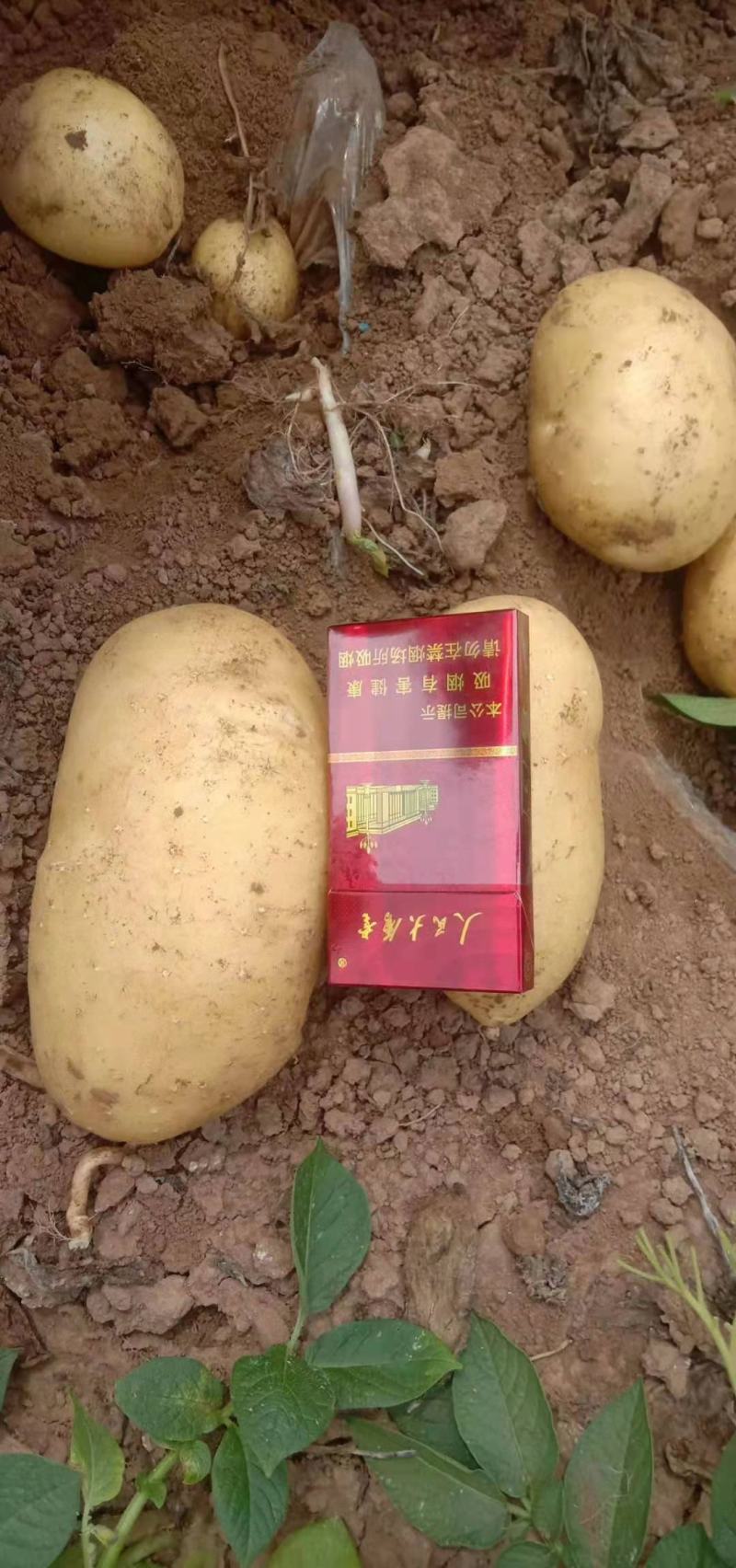 辽宁锦州凌海，荷兰土豆大量上市，欢迎全国各地老板前来采购