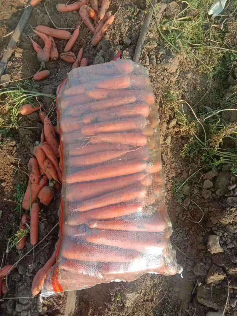 辽宁锦州凌海胡萝卜以大量上市，欢迎全国各地老板前来采购