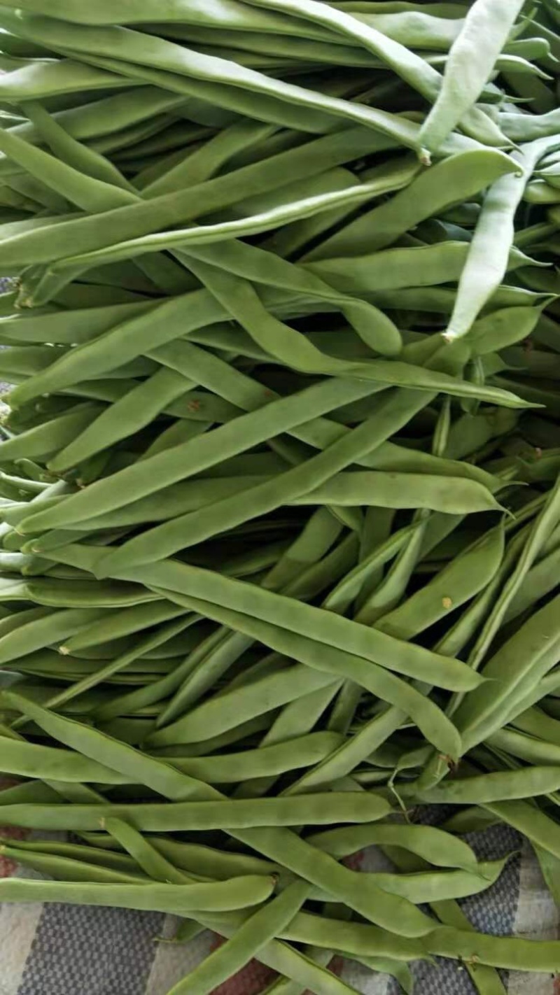 应县扁豆角，精品扁芸豆，条型好，产地直供货源充足