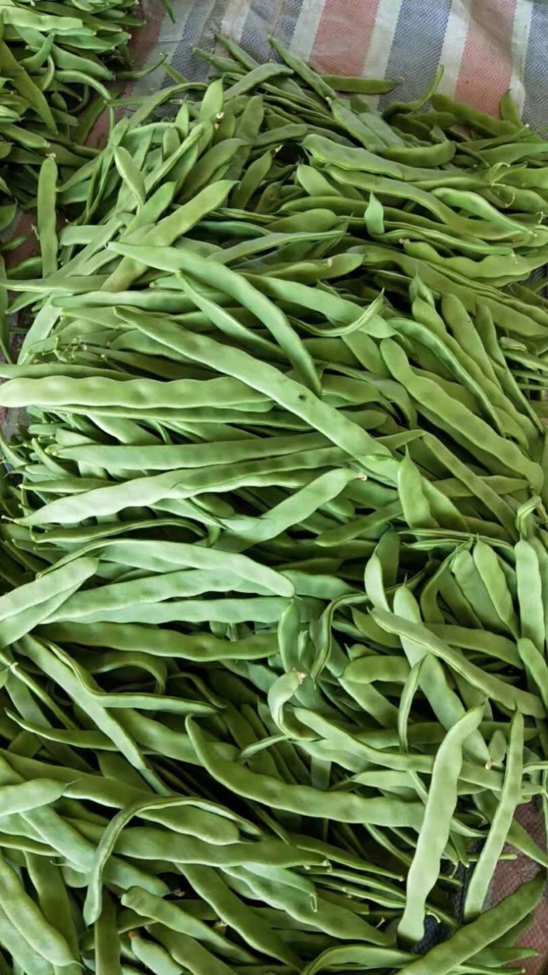 应县扁豆角，精品扁芸豆，条型好，产地直供货源充足