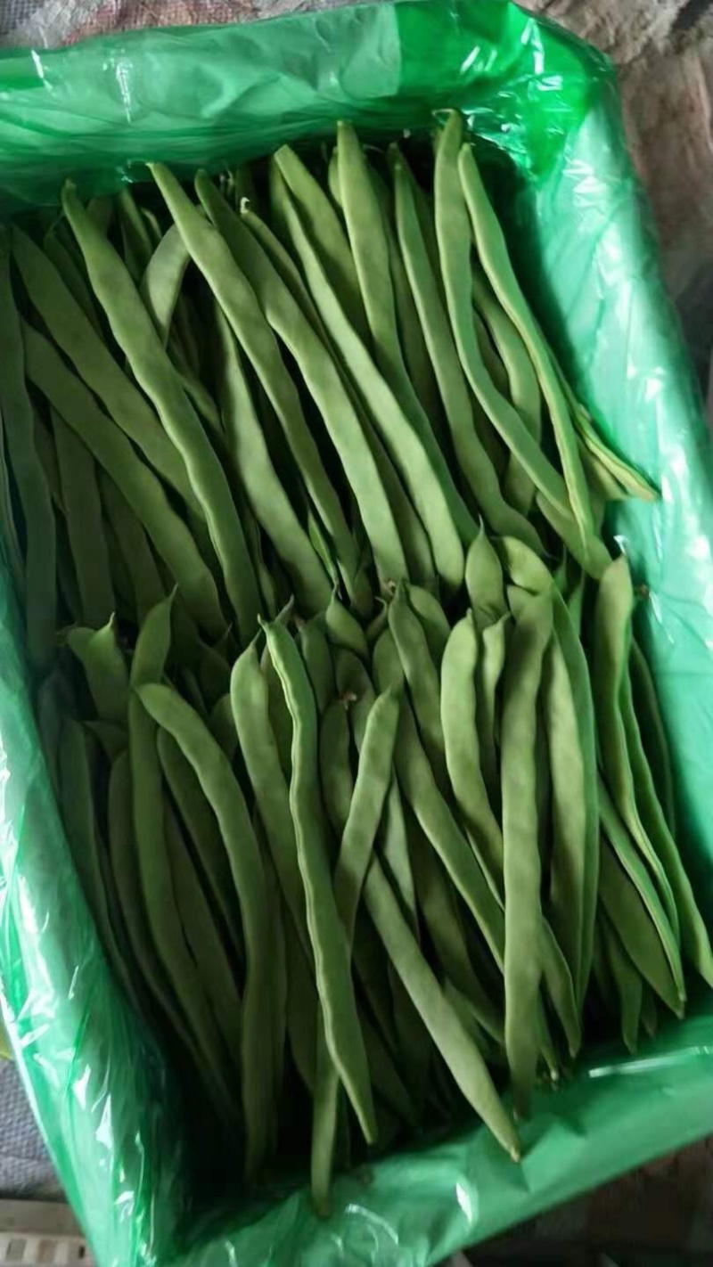 应县扁豆角，精品扁芸豆，条型好，产地直供货源充足