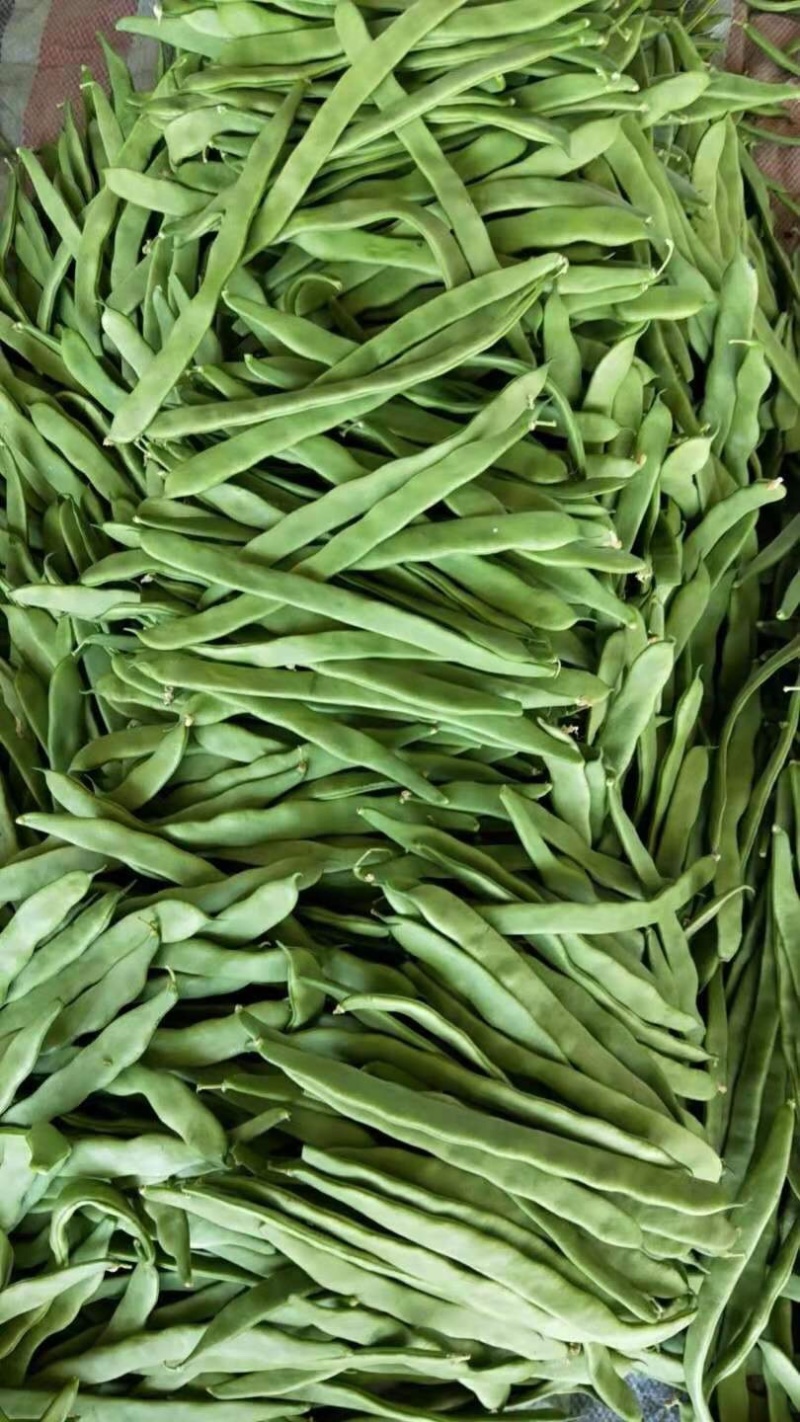 应县扁豆角，精品扁芸豆，条型好，产地直供货源充足