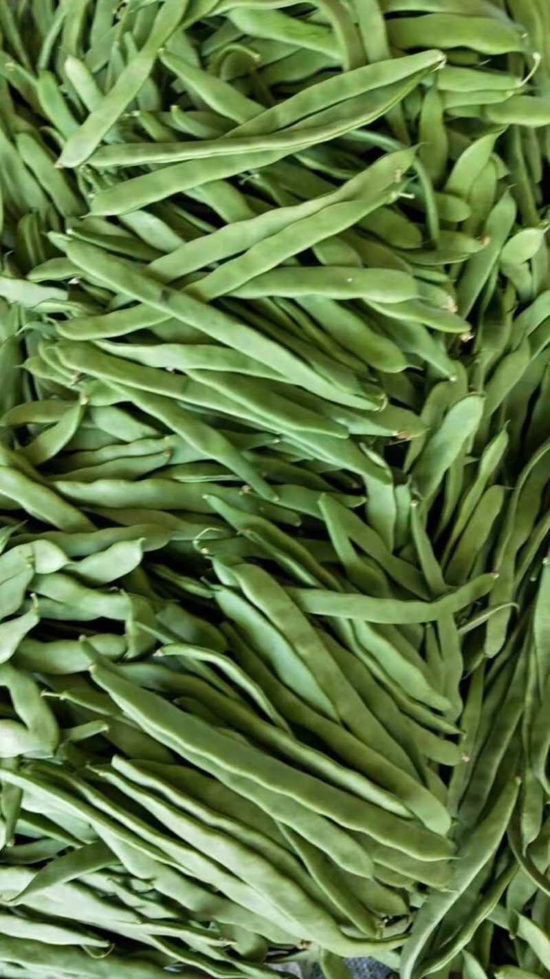 应县扁豆角，精品扁芸豆，条型好，产地直供货源充足