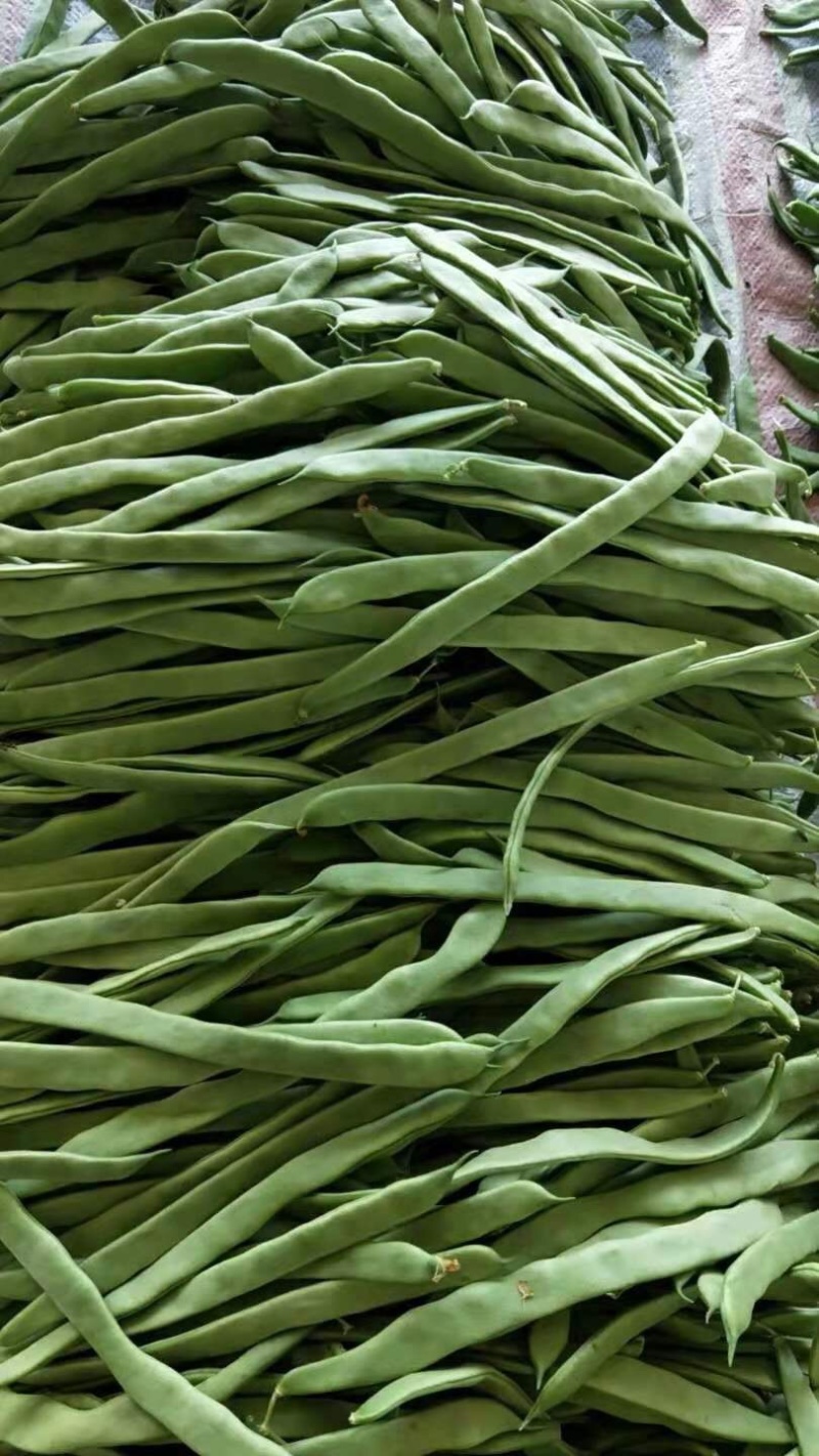 应县扁豆角，精品扁芸豆，条型好，产地直供货源充足