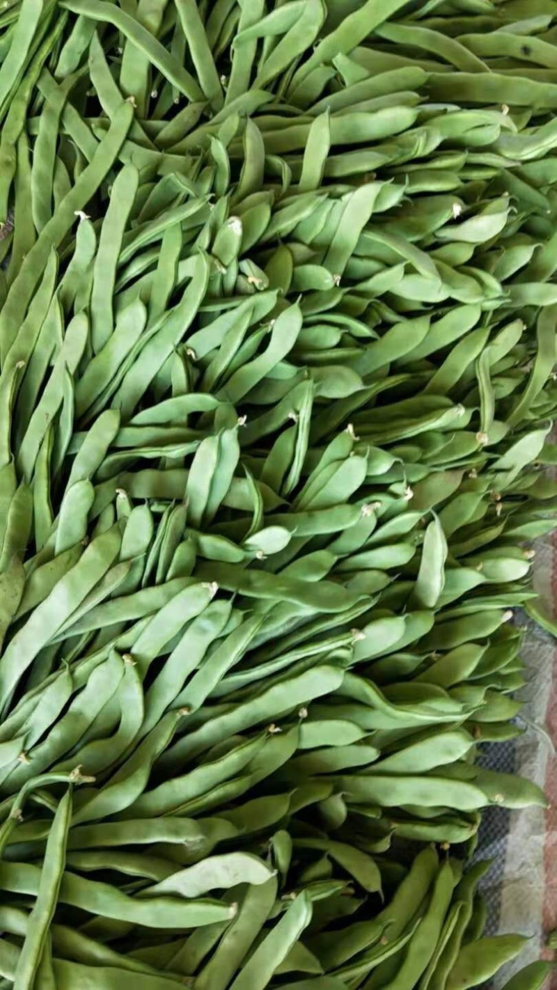 应县扁豆角，精品扁芸豆，条型好，产地直供货源充足
