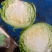 山西应县，精品韩绿牛心软菜大量上市，形状好个头匀