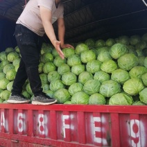 山西应县，精品韩绿牛心软菜大量上市，形状好个头匀