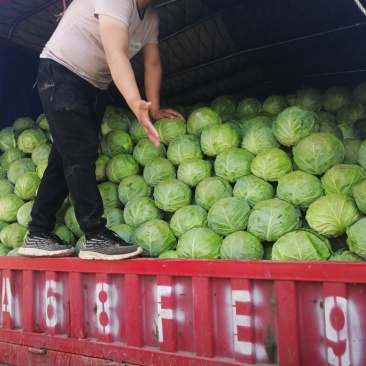 山西应县，精品韩绿牛心软菜大量上市，形状好个头匀