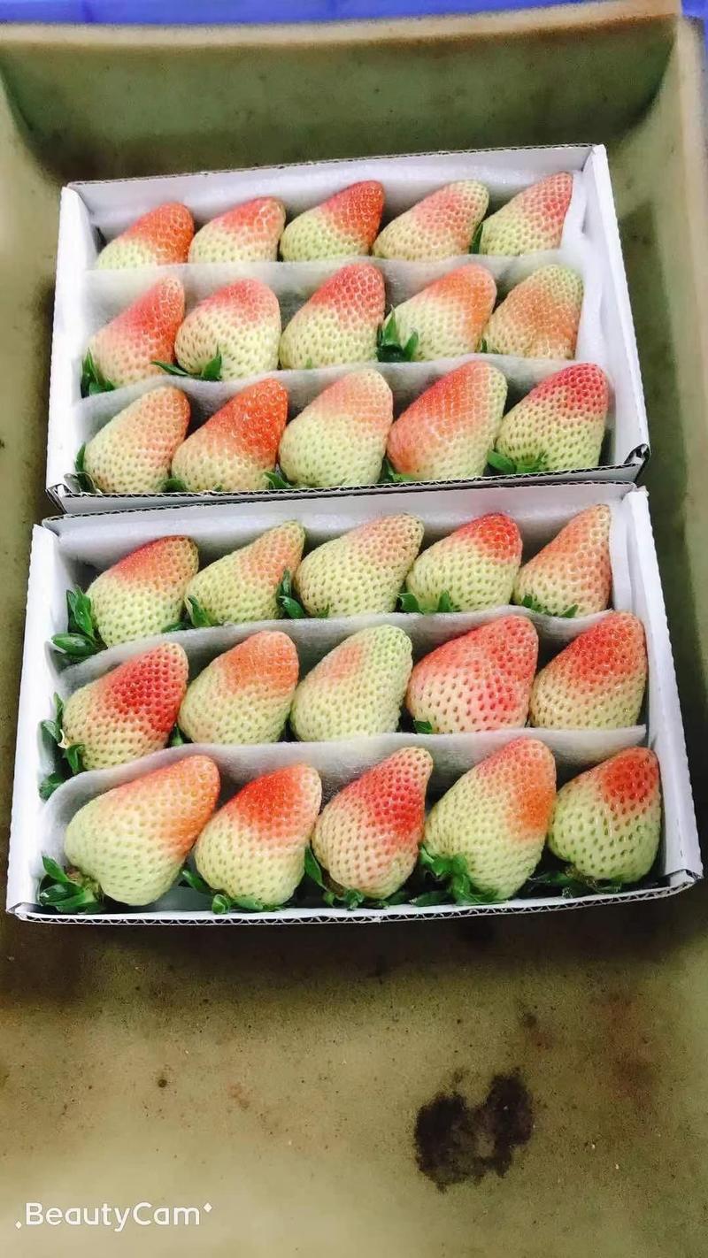 牛奶草莓，精品草莓，可供应批发诚信合作欢迎采购