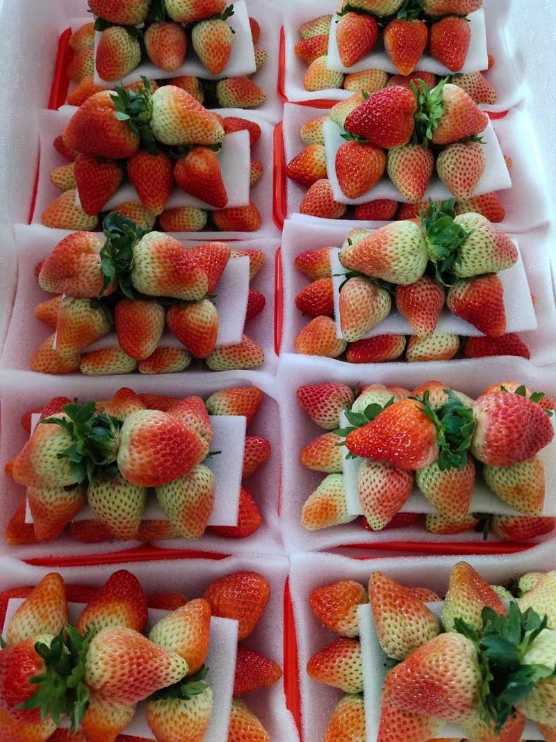 牛奶草莓，精品草莓，可供应批发诚信合作欢迎采购