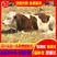 西门塔尔牛小牛活苗牛仔肉牛活体怀孕母牛种公牛出售